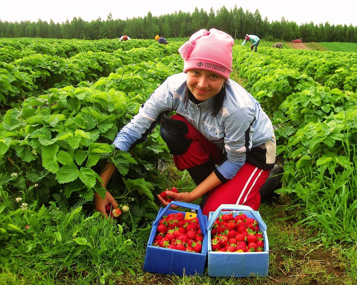 В Эстонии ждут сезонных рабочих из Украины